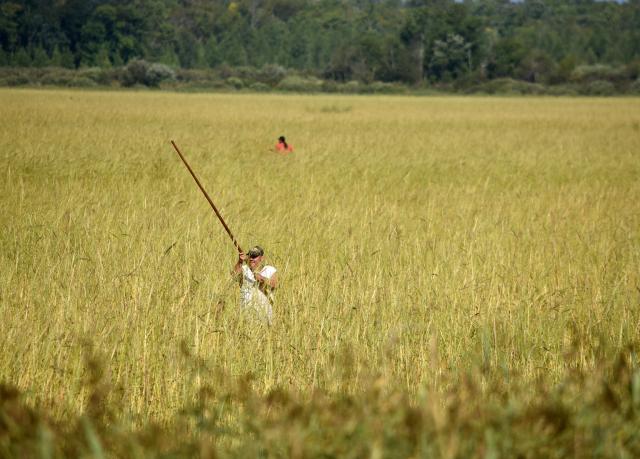 Two men holding long rods, are seen walking through high grasses. 