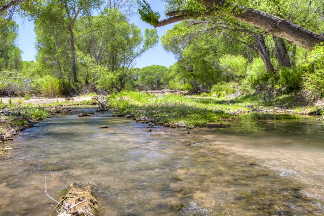 A desert stream flows through the a grove of trees