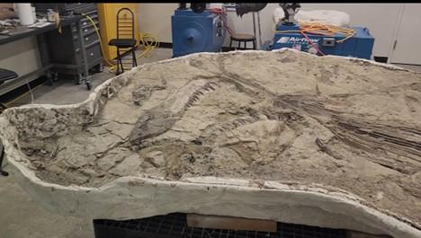 Large piece of stone with embedded fossils is in a lab.