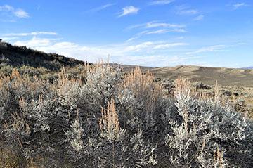 sagebrush in seed under blue skies