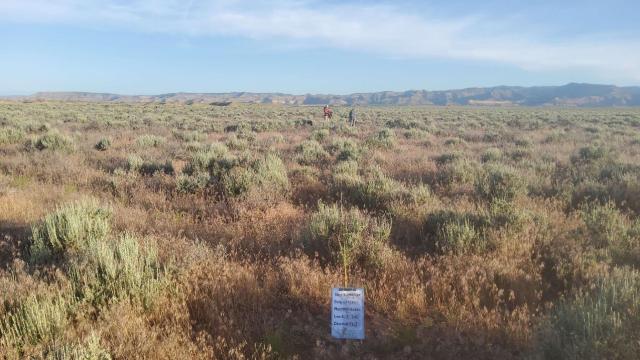 Sagebrush and cheatgrass at the site of the 2023 vegetation survey that would later be burned over during the Prairie Fire.