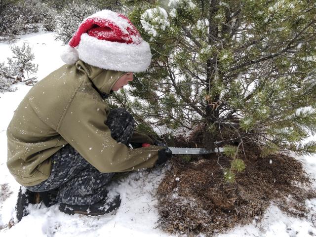 a boy in a Santa hat holds a saw at the base of a pine tree