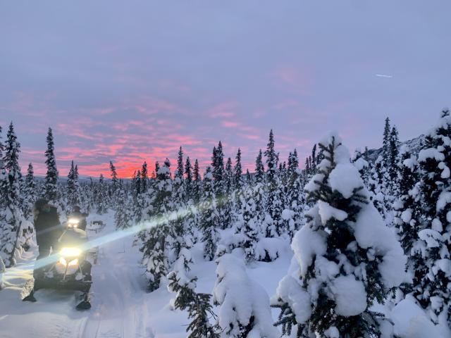 The headlight on a snowmobile flares in the dim light of sunset on a winter trail. The spruce trees along the trail are coated in snow and the cloudy sky is pink from the setting sun. 