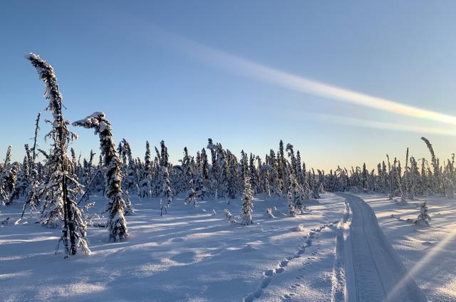 A snowmobile track cuts through the freshly fallen snow on a clear day in the boreal forest. 