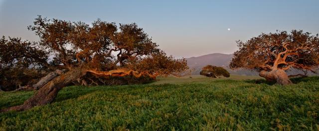 two large coastal cypress trees on a green hill under a distant moon at dusk.