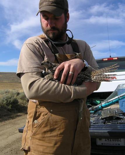 A wildlife biologist gently holds a sage-grouse hen 