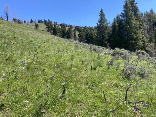 grasses and flowers sprout among sagebrush and conifer trees