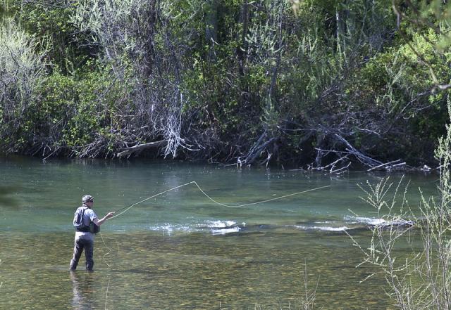 A fly fisherman in a green, forest river