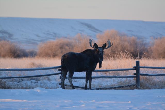 A Moose standing in a snow-covered field in the Pinedale Anticline