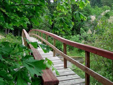 wooden foot bridge in a forest