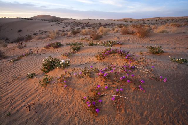 Colorful Desert Flora across a sand dune