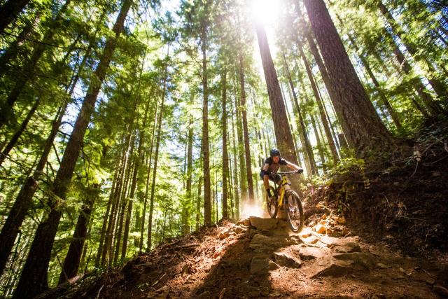 cyclist on the Alsea Falls Mountain Bike Trail