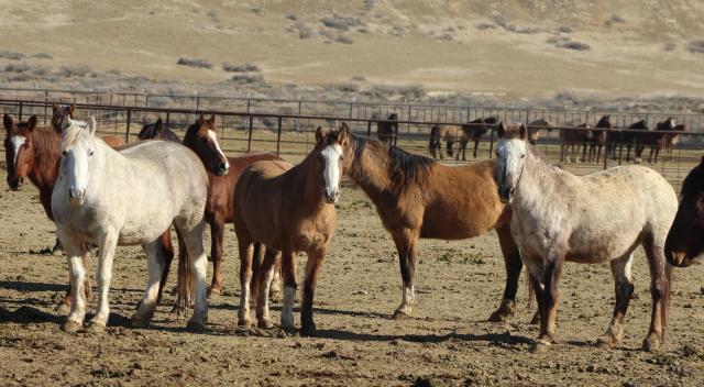 Wild horses pictured at the Bruneau Off-Range Wild Horse Corral