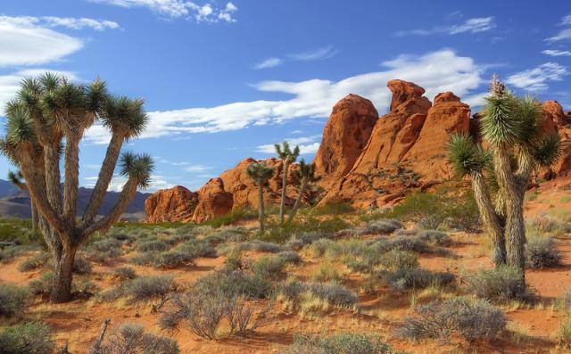 Green Joshua tree cacti among bright red sandstone formations.