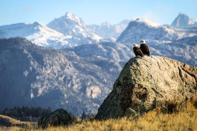 Two Bald eagles in Pinedale WY sitting on rock