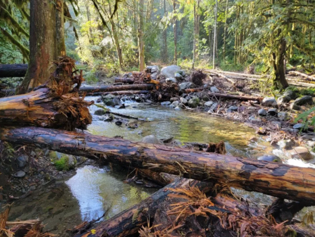 Weathered logs lie across a flowing stream in a green forest