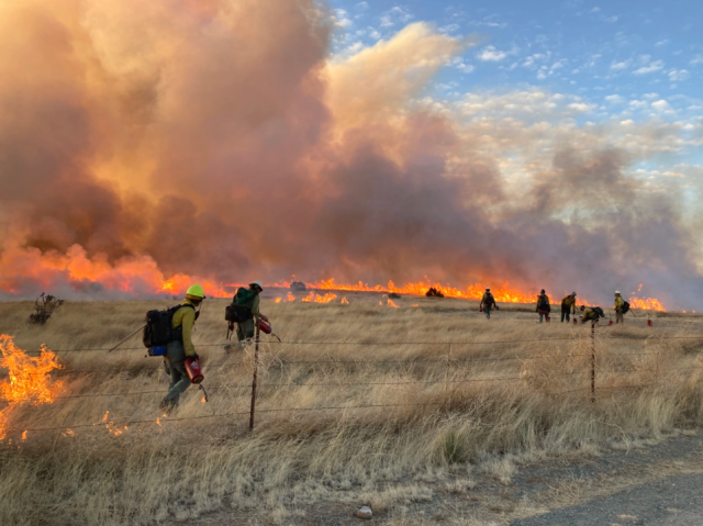 Seven people in yellow shirts and hard hats use driptorches to ignite a grassy field. 