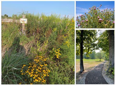 Imagery collage showing different trees and shrubs at Meadowood SRMA