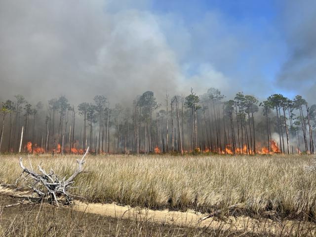 Flames lick at the base of slash pine trees