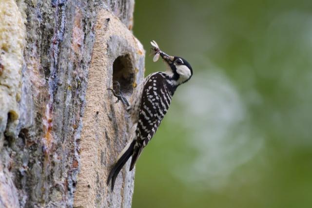 A red-cockaded woodpecker returns to it's nest with a captured flying insect