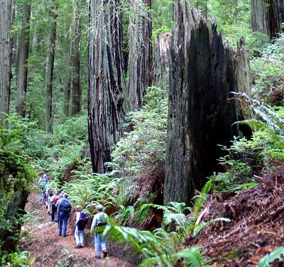 A line of hikers wander through a dense redwood forest.