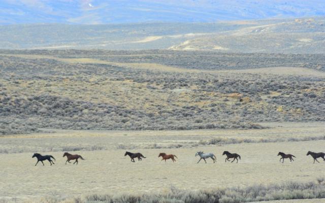 Wild horses run through the Great Divide Basin in southwest Wyoming in October 2021