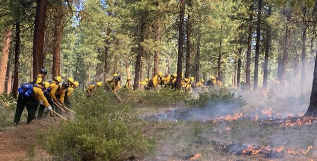 firefighters line cutting in a forest