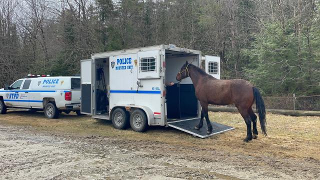 A horse is led into a trailer with the New York Police Department logo