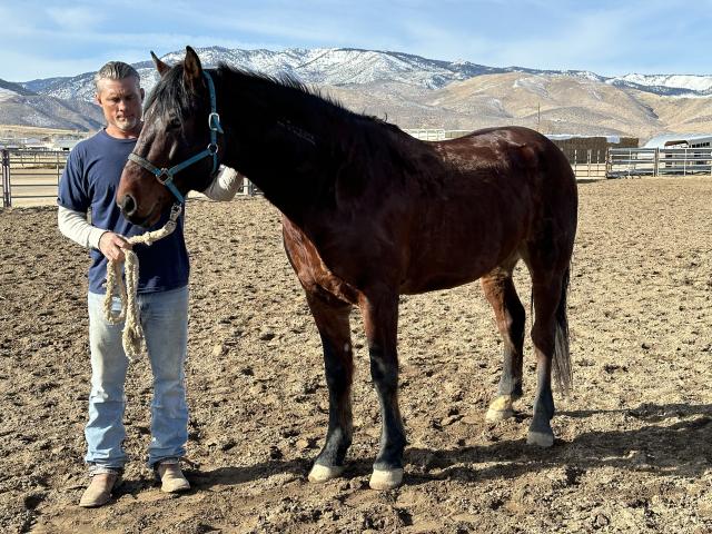 Man stands next to brown horse.
