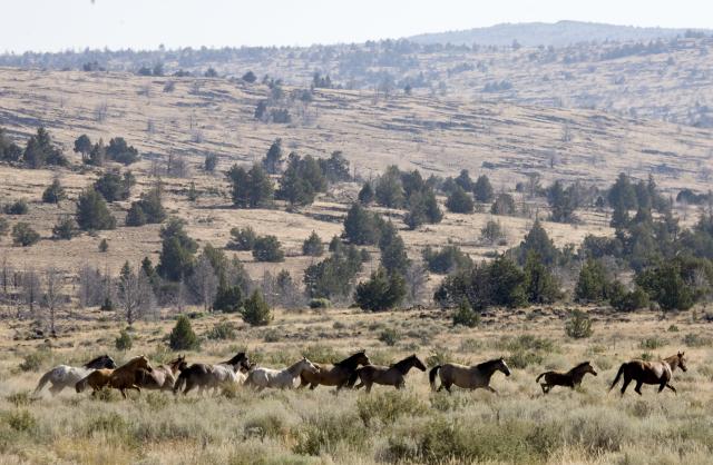 Horses running in sage brush.