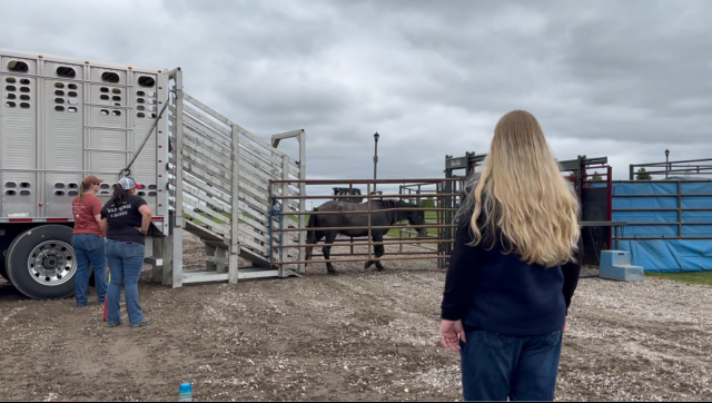 BLM staff observing a horse offloading from a semi truck