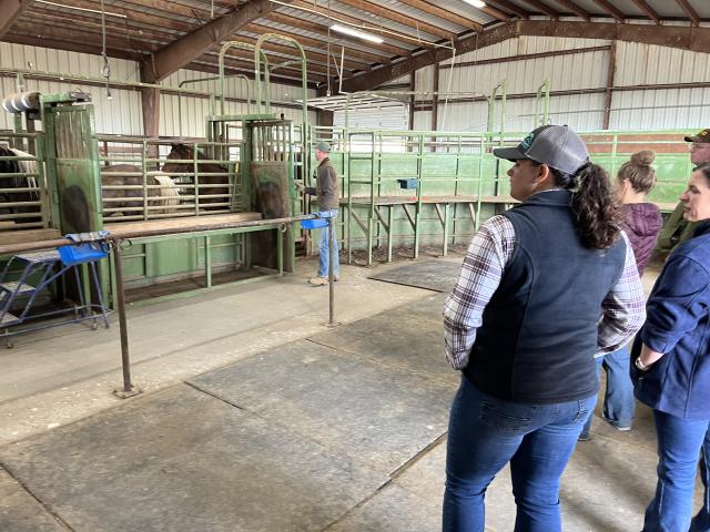 BLM staff observing a horse moving through a chute system