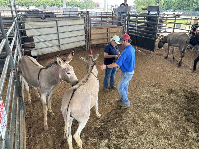 BLM staff and burros in a pen