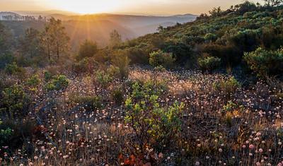 Bright white flowers in a dry valley under a sunset.