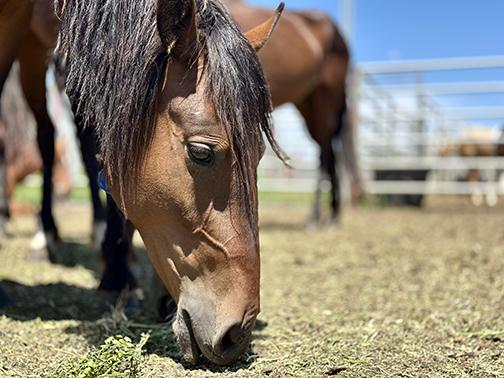 a photo of a bay horse eating hay from the ground in a holding pen