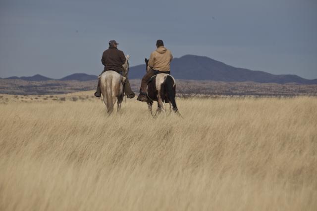 Two people riding horses into the distance across a grassy field. 