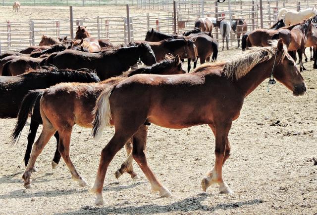 Geldings photo by Beverly Shaffer, BLM volunteer
