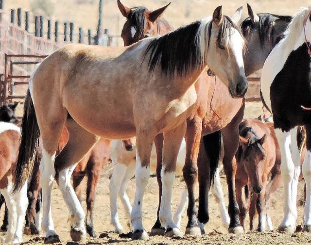 Yearlings photo by Beverly Shaffer, BLM volunteer