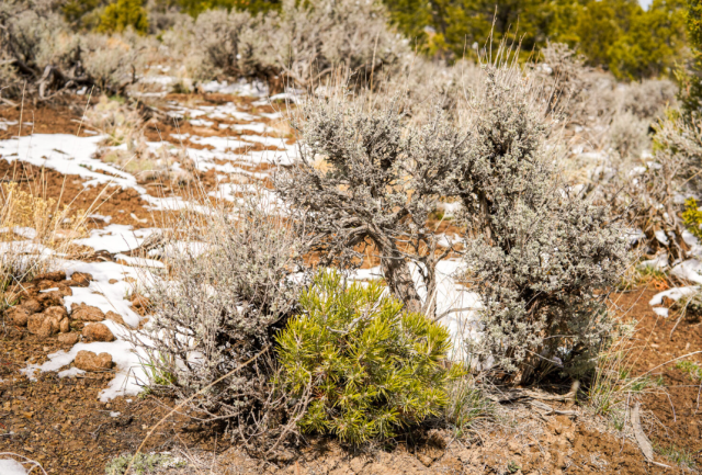 Plants on patchy snow