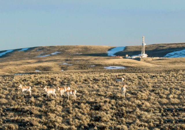 Small deer on a shrubby hillside with gas infrastructure