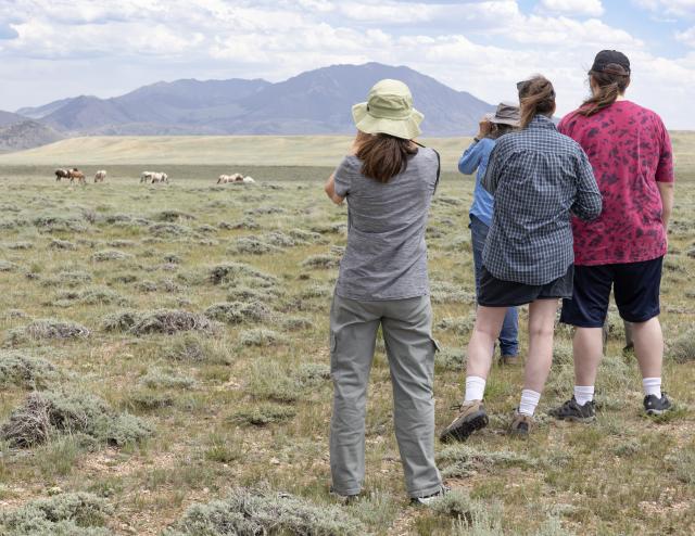 The students from the Wild Horse Effect course had the opportunity that weekend to visit the Green Mountain Herd Management Area and observe wild horses in the field. (Photo by Chad Hanson)