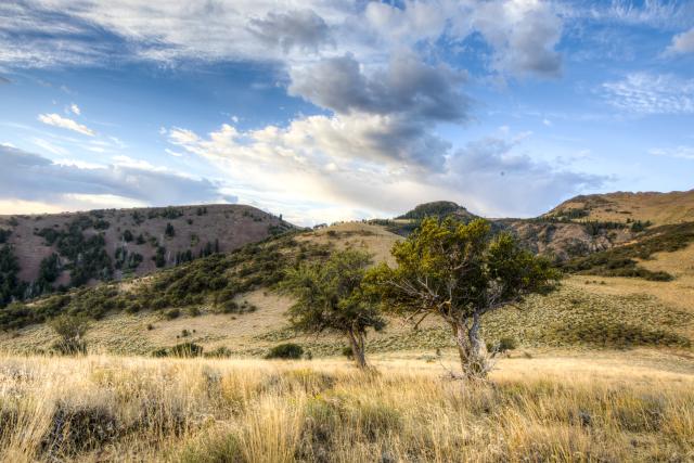 Jim Sage area managed by the Burley Field Office