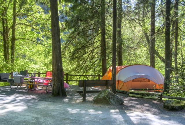 Tents at campsite amongst trees