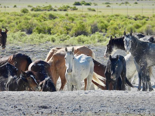 A group of wild horses in poor condition trying to drink from a spring. 