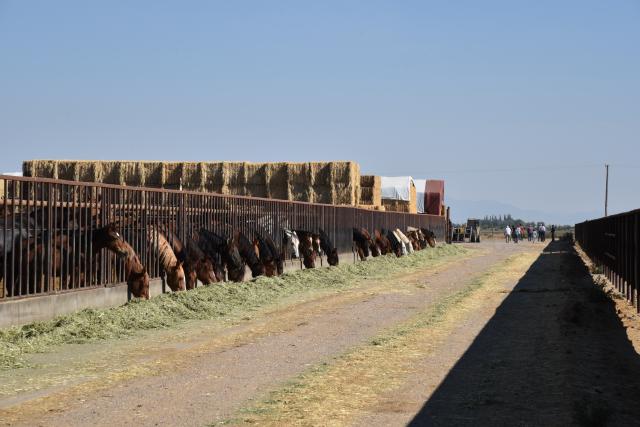 horses eating hay at a facility