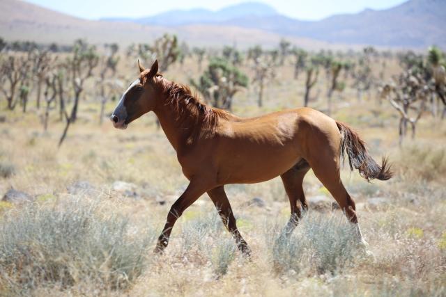 brown horse running through the desert shrubs