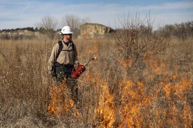 A firefighter uses a drip torch in a tall grass field to conduct a prescribed burn.