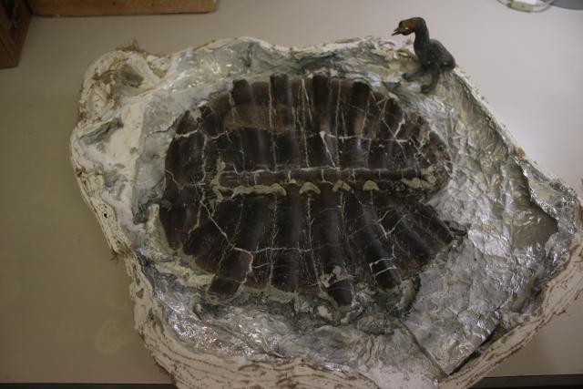 The inside of the shell since it has been prepared by the museum.