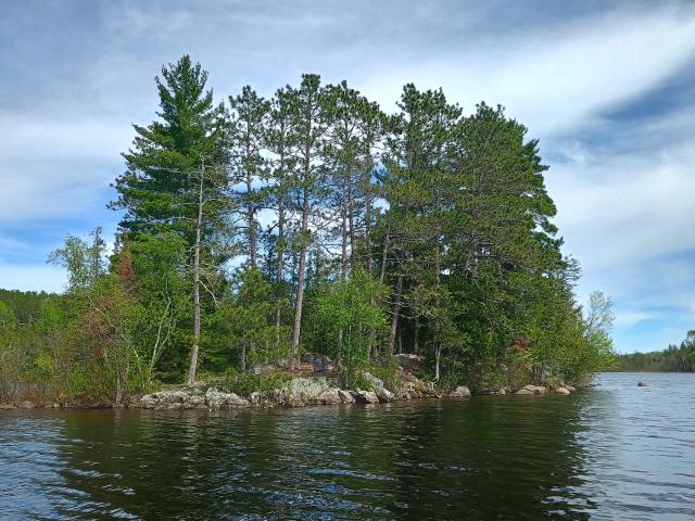 Small island with tall evergreen trees surrounded by calm rippling water