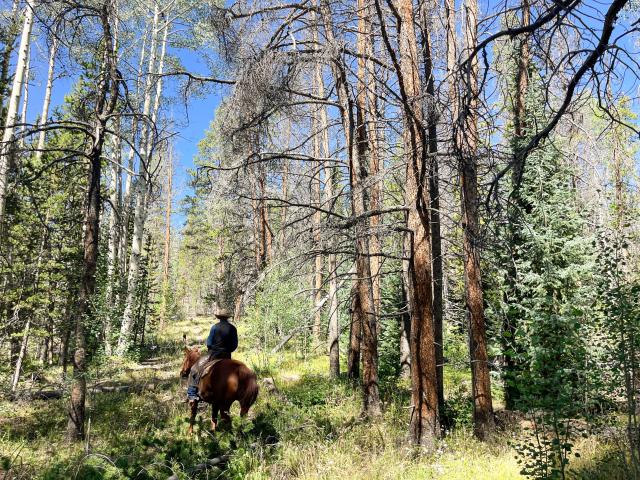 BLM staff member assesses vegetation debris in a forested area of King Mountain from horseback.